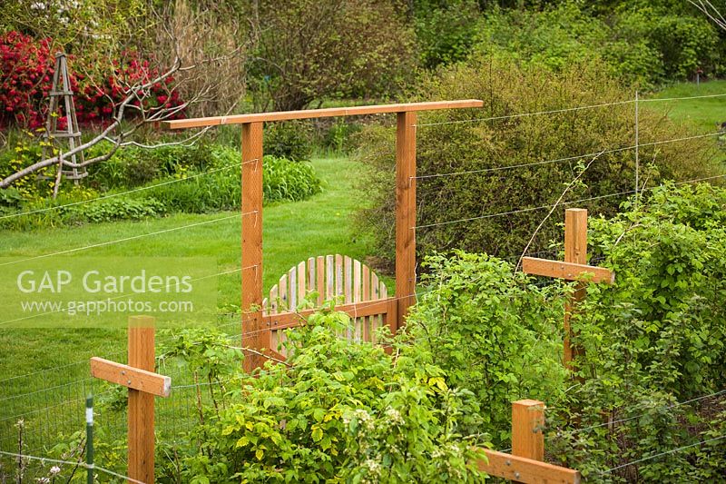 Rubus idaeus - Wooden gate in deer fence around raspberries, high angle view