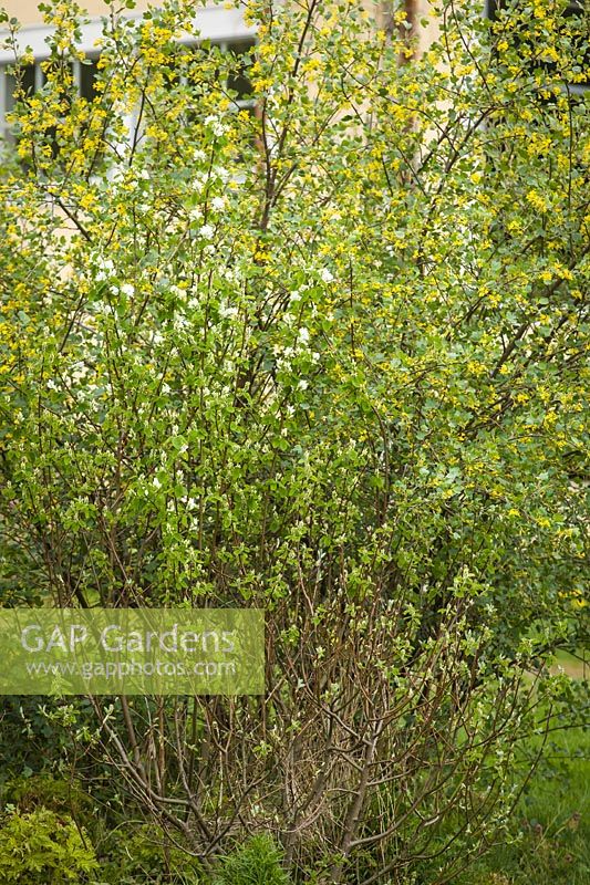Amelanchier alnifolia - Western Serviceberry with Golden Currant