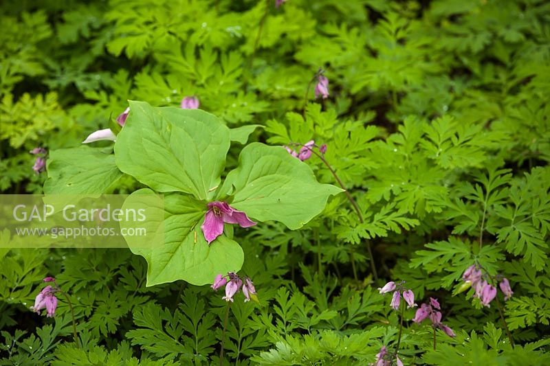 Trillium ovatum and Dicentra formosa - Western Trilliums, fading to pink, among Pacific Bleeding Heart
