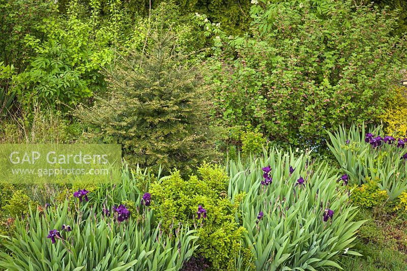 Ribes sanguineum, Iris germanica cv., Spiraea japonica 'Limemound', Abies grandis with Red-flowering Currant, 'Limemound' Spiraea, Grand Fir
