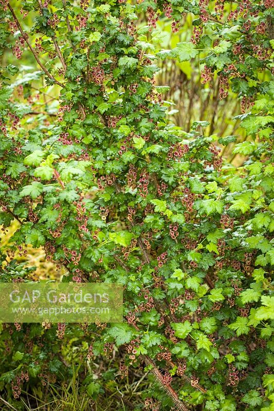 Ribes lacustre - Prickly Currant 
