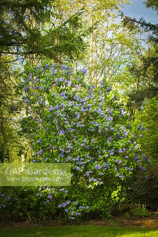 Syringa vulgaris - Common Lilac