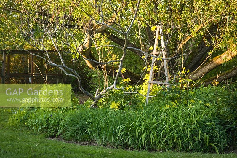 Mixed spring border with Wooden tuteur with Golden Hops among Daylily foliage and Staghorn Sumac branches with Pacific Willow in the background