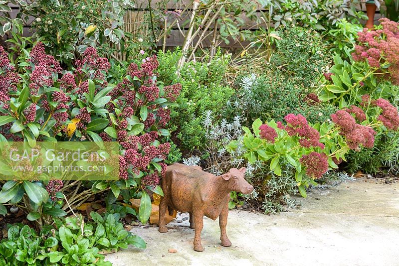 Low maintenance city garden with small cow statue, scarlet skimmia and  sedums in border