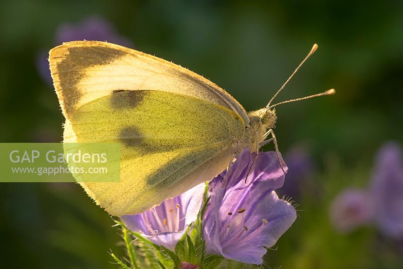 Large White butterfly on Echium