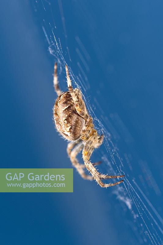 Araneus diadematus - Garden Spider in web. 