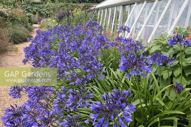 Agapanthus 'Navy Blue' - African Lily