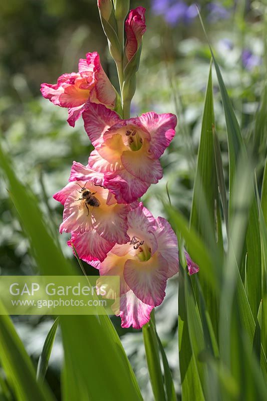 Bumble Bee and Gladioli 'Flevo Cool'