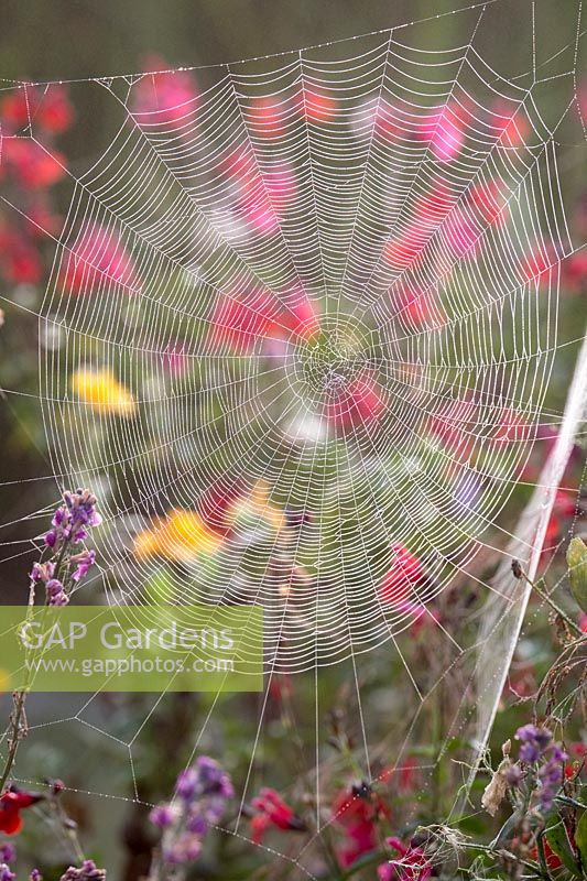 Dewy Garden spider webs in flower border. 