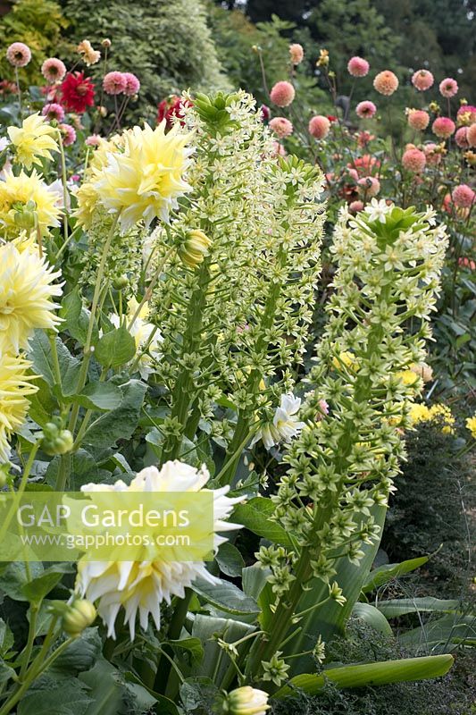 Eucomis pole-evansii 'Goliath' - Pineapple lily 'Goliath' with yellow Dahlia. 