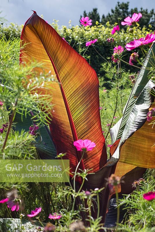 Canna Lily Leaves and Cosmos. 