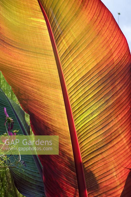 Canna Lily Leaves