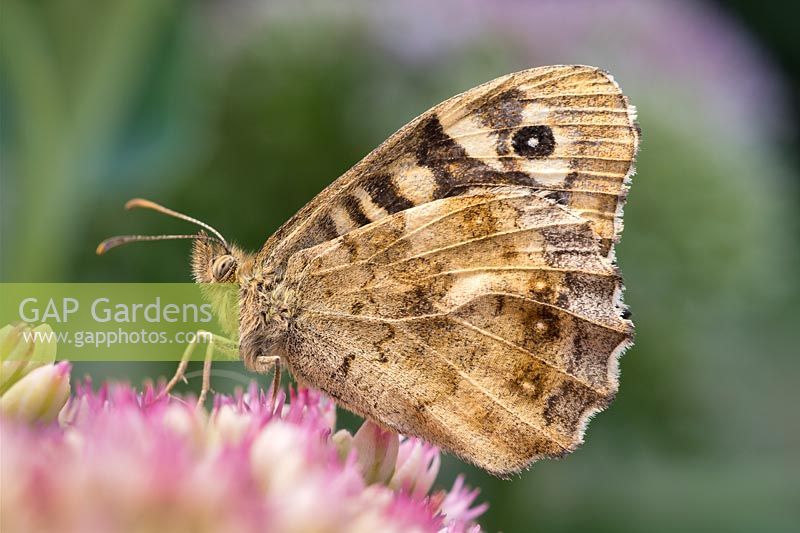 Pararge aegeria - Speckled Wood Butterfly on Sedum. 