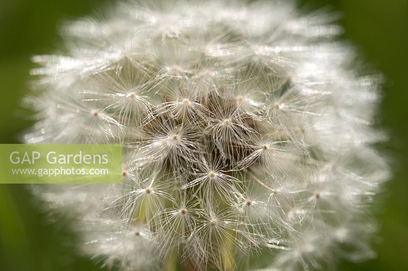 Taraxacum officinale - Dandelion seedhead 