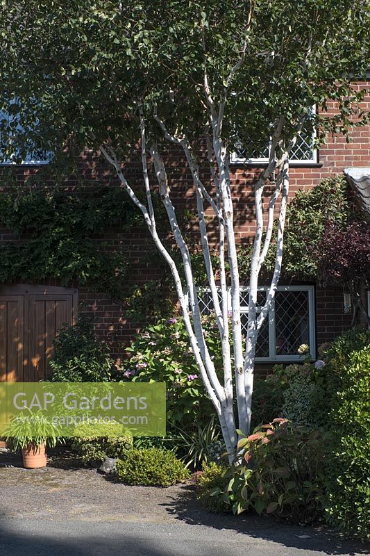 Betula - Silver Birch trunks as feature in front of house.