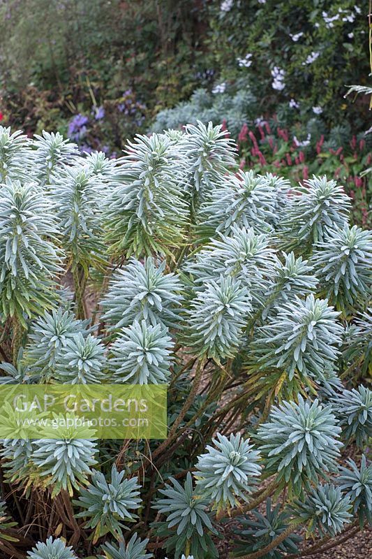 Euphorbia characias 