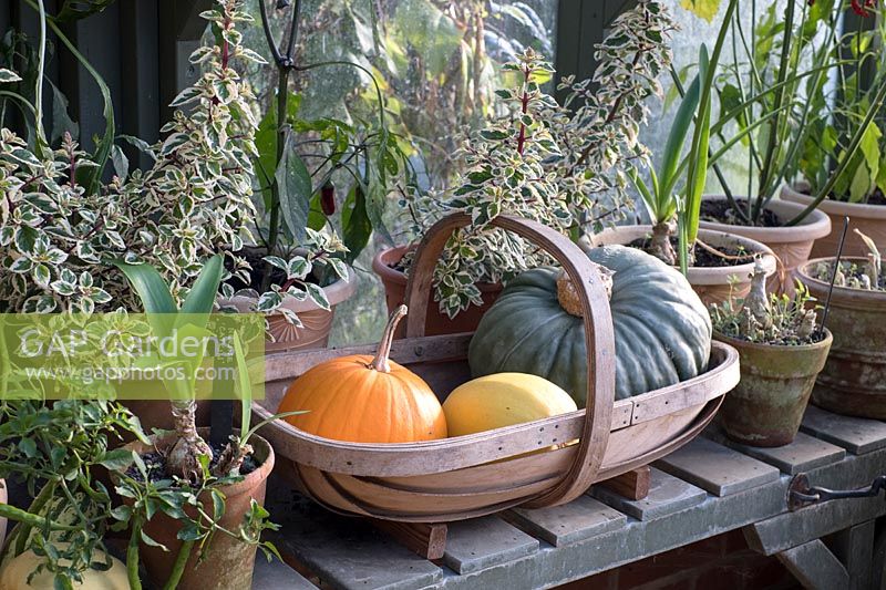 Harvested Squash in trug on greenhouse staging with potted plants