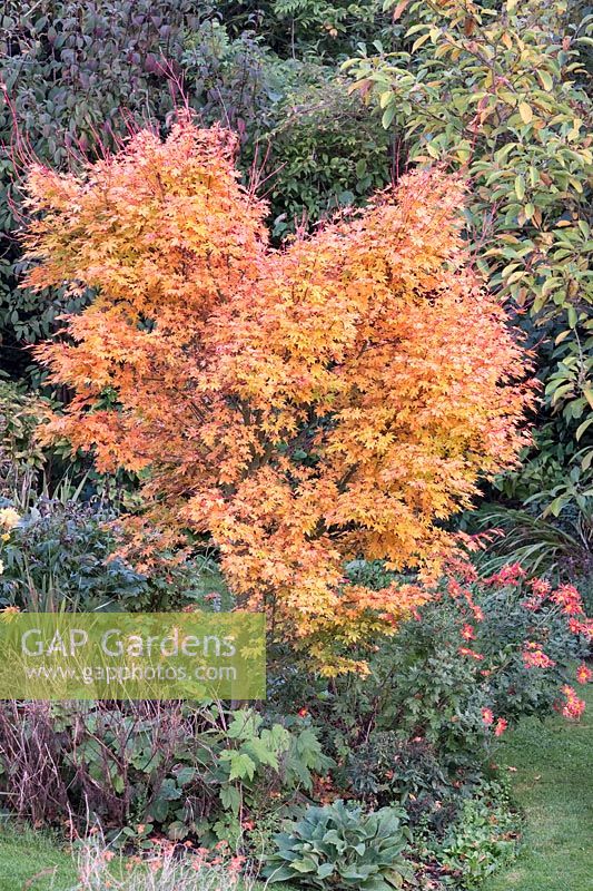 Acer palmatum 'Sango kaku' - Japanese Maple - in a bed with perennials 