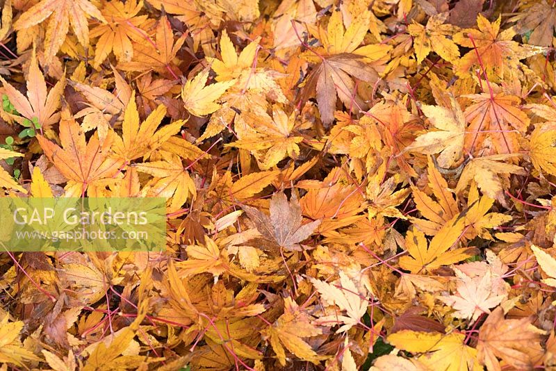 Acer palmatum - Japanese Maple - fallen leaves 