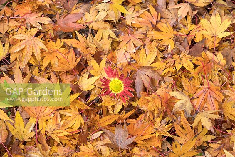Acer palmatum - Japanese Maple - fallen leaves with Chrysanthemum flower