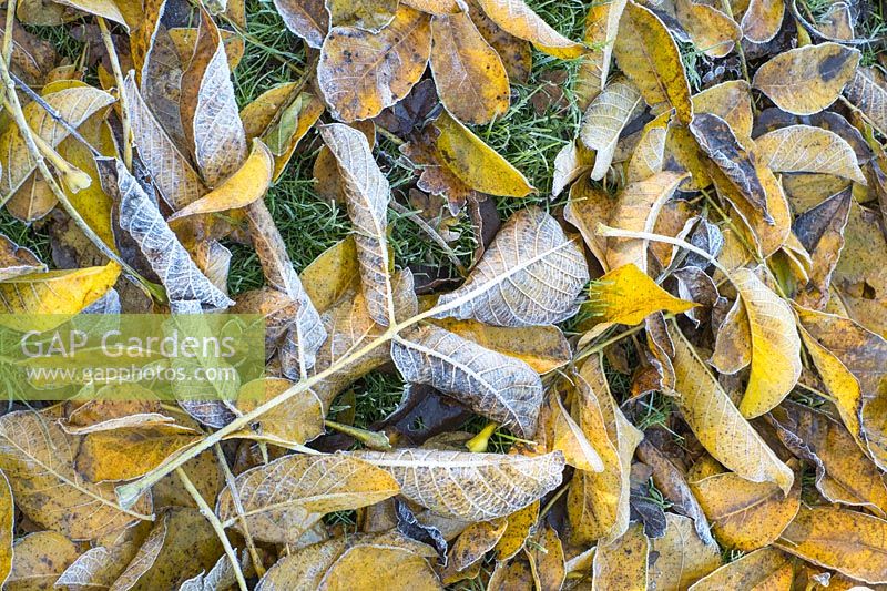 Juglans regia - Common Walnut - frosted fallen leaves