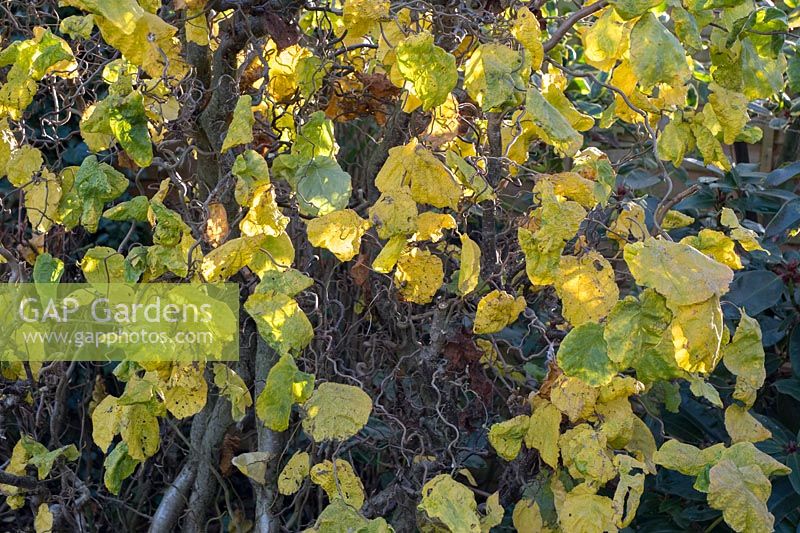 Corylus contorta - Contorted Hazel - leaves on tree