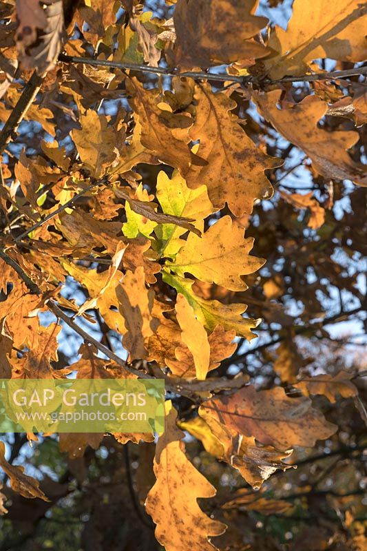 Quercus robur - Oak - leaves on tree