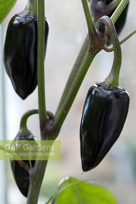Capsicum 'Hungarian Black' - Chilli Pepper