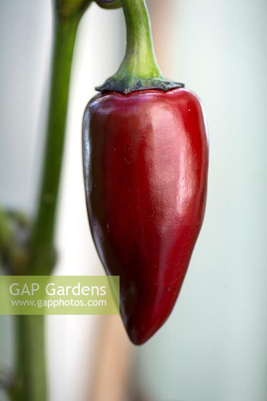 Capsicum 'Hungarian Black' - Chilli Pepper - ripening from red to black, September