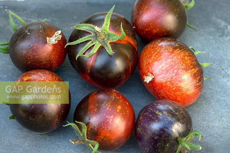 Solanum 'Blue Fire' - Heirloom Tomato - picked fruits