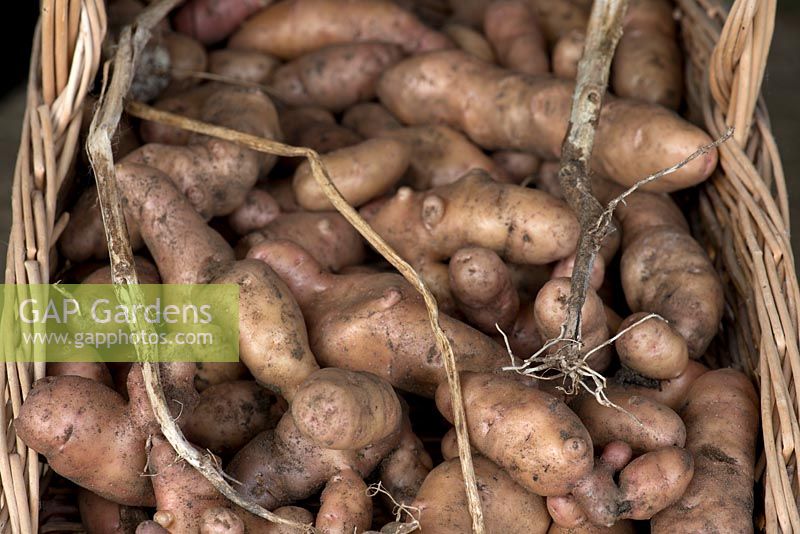 Solanum 'Pink Fir Apple' - Potato - harvested tubers in a wicker basket 