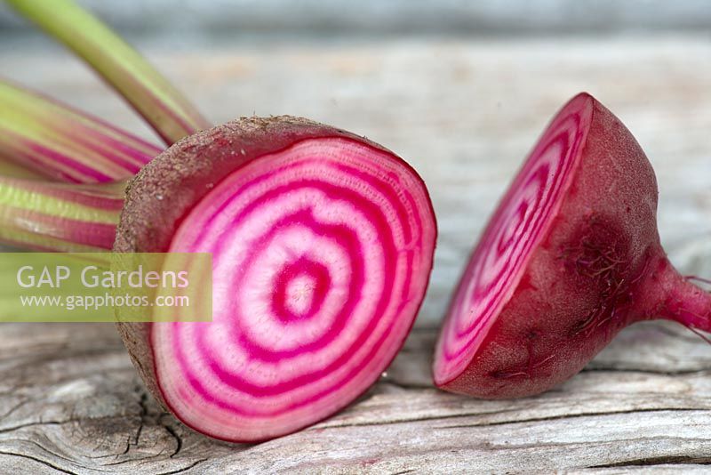 Beta vulgaris 'Chioggia' - Beetroot - root cut open to show red and white rings 