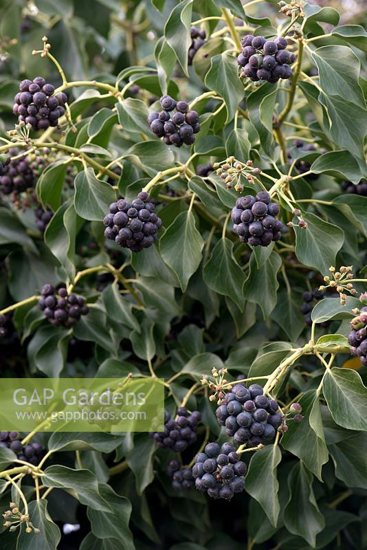 Hedera - Ivy - with berries