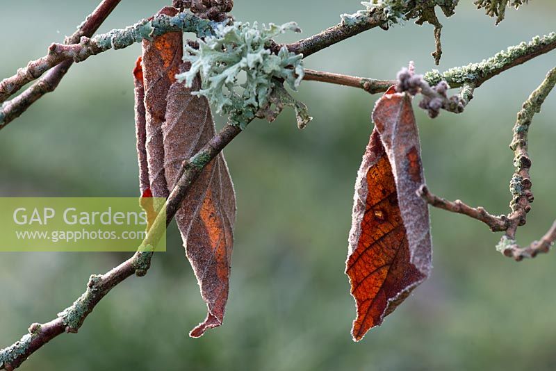 Hamamelis, frosted leaves and Lichen