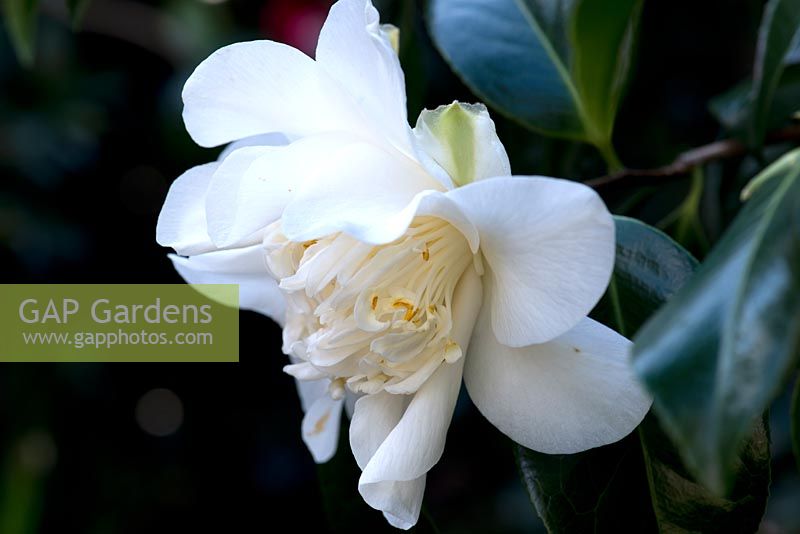 Camellia japonica 'Mary Costa' 