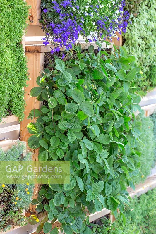 Wooden vertical gardening pods featuring Strawberry plants