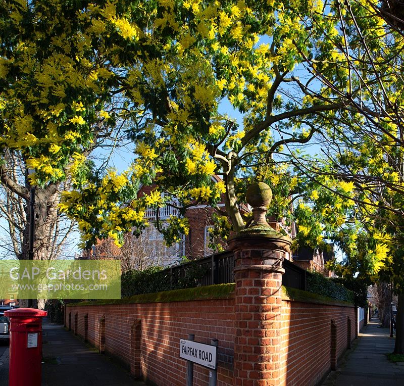 Corner of an urban pavement with boundary wall and Acacia dealbata - Mimosa - as a street tree 