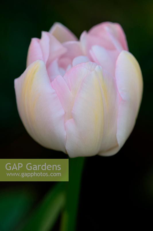 Tulipa 'Angelica' - Tulip 'Angelica' 