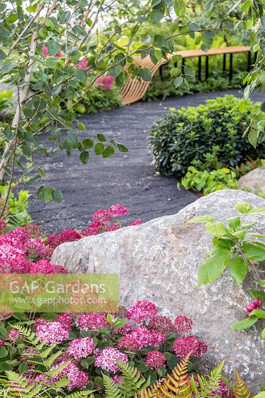 Hydrangea arborescens 'Ruby' planted next to large feature boulder with view to curved black cracked pathway and bench beyond. The Smart Meter Garden - Hampton Court Flower Festival 2019 