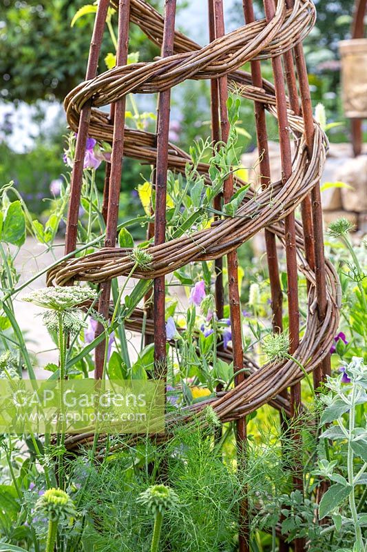 Handmade woven willow obelisk with Lathyrus odoratus - Sweet Peas. The Naturecraft Garden - Hampton Court Flower Festival 2019 