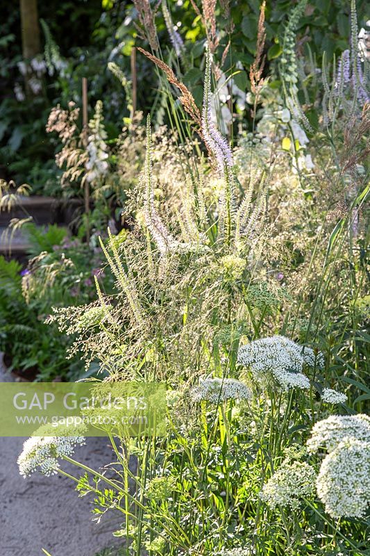 Naturalistic border with Veronicastrum virg. Album and Cenolophium denudatum. Stop and Pause Garden, Hampton Court Flower Festival, 2019. 