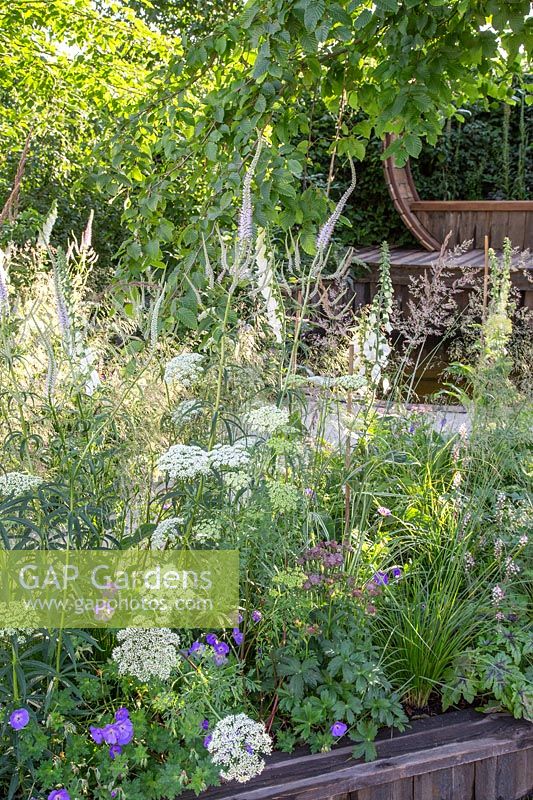 Naturalistic border. Planting includes Veronicastrum virg. Album, Digitalis 'Alba',  Geranium Rozanne, Astrantia major and Cenolophium denudatum. Stop and Pause Garden, Hampton Court Flower Festival, 2019. 