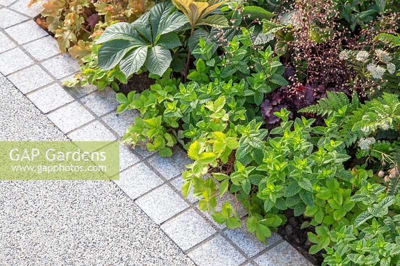 Mixed planting including Heuchera and mint next to resin bound pathway with contemporary stone edging