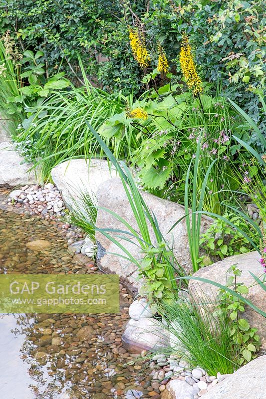 Pond edged with large rocks with water loving vegetation. The Thames Water Flourishing Future Garden - Hampton Court Flower Festival 2019