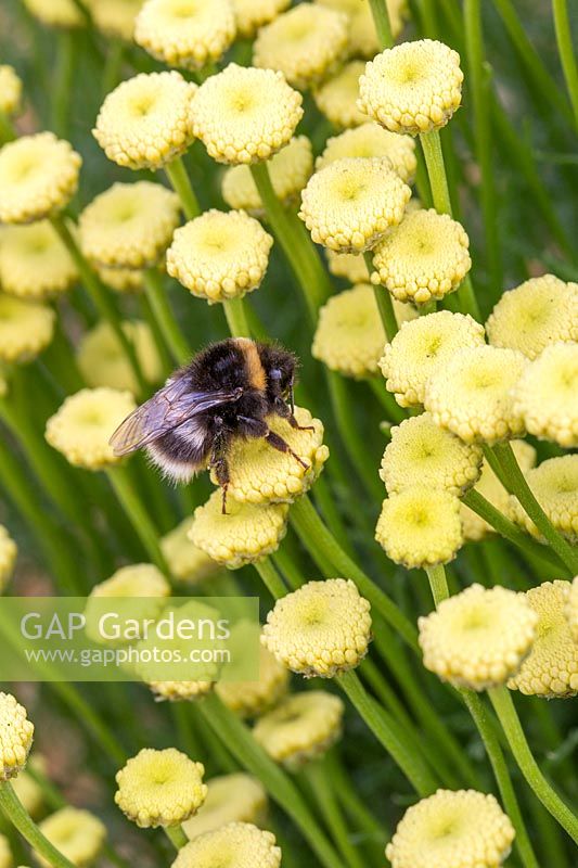 Bumble bee on Santolina pinnata subsp. neapolitana 'Edward Bowles'