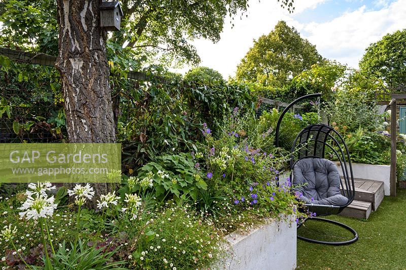 Silver birch underplanted with Agapanthus with Geranium and Erigeron  by Earth Designs