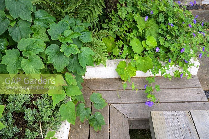 Wooden decking bench and table sitting area area with Geranium and ferns by Earth Designs
