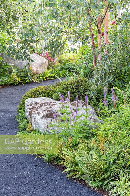 Curved path with cracked black surface, made from the by-product of industrial furnaces, leads through borders of shade loving plants with boulder features. The Smart Meter Garden, Hampton Court Flower Festival, 2019.