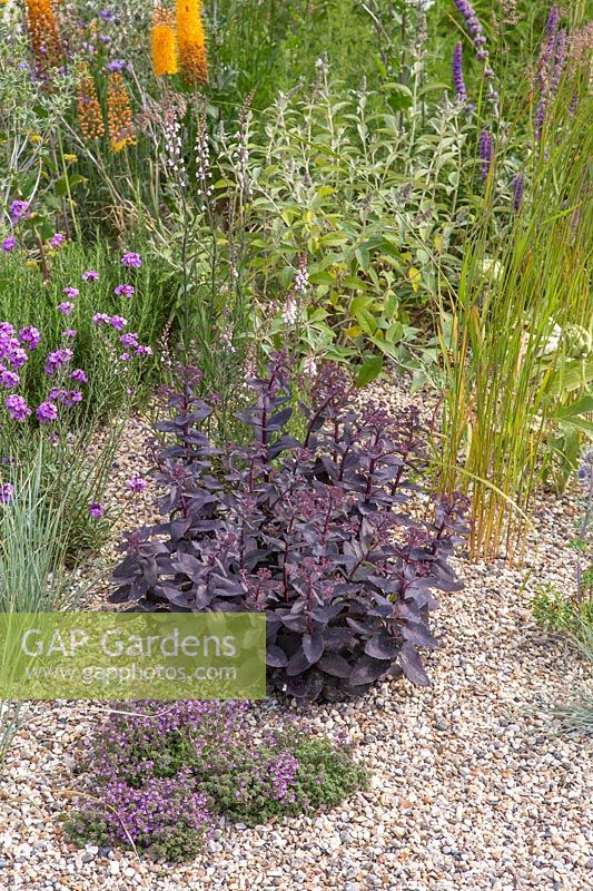 Hylotelephium telephium, Thymus serpyllum with other drought resistant plants in gravel garden. Beth Chatto: The Drought Resistant Garden, Hampton Court Flower Festival, 2019. 