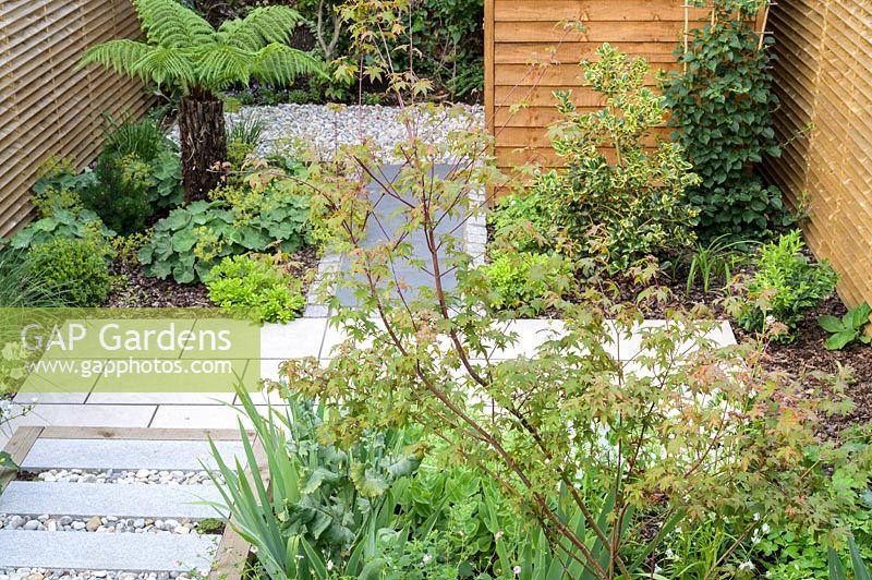 Small modern garden in London, with Dicksonia antarctica and wooden shed. By Earth Designs. 